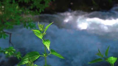 唯美治愈小溪绿草