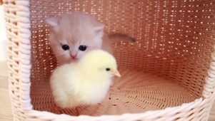猫