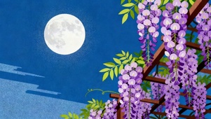 月夜 紫藤花