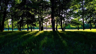 森林中的太阳光