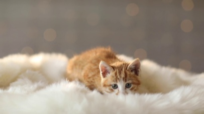 可爱猫猫
