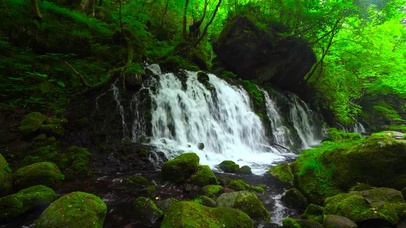 护眼清新绿林溪流