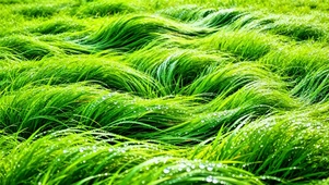 护眼治愈青草4K