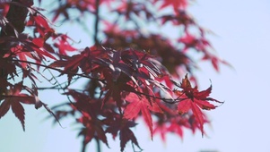 枫叶秋天