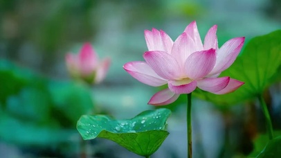 随风摇曳的荷花荷叶