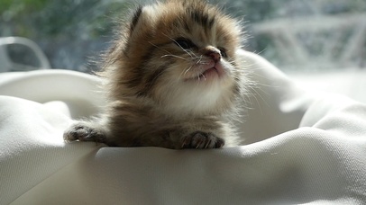 可爱小猫咪