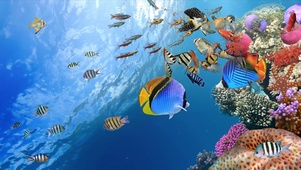 清凉海洋珊瑚水族箱
