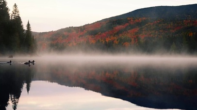 清晨雾水湖面野鸭