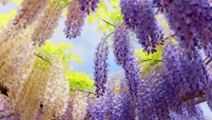 藤花