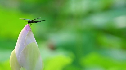 小荷才露尖尖角