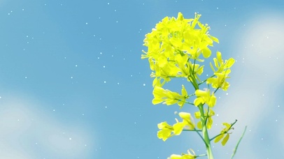 清新养眼唯美花卉