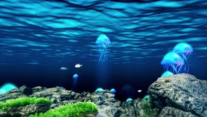 水母—海底世界