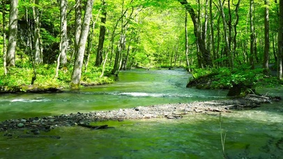 夏日绿树林流水