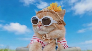 蓝天下可爱猫咪
