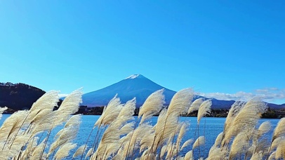 唯美芦苇雪山4K