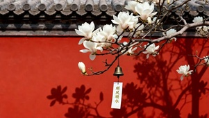 红墙 白玉兰 顺遂无虞