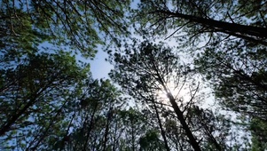 4K 高清 阳光下森林中松树