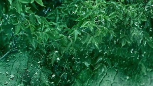 窗外的雷雨