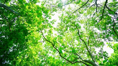 阳光绿树林