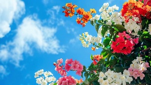 蓝天白云下唯美的花花