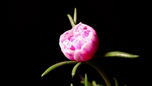 唯美粉色花盛开