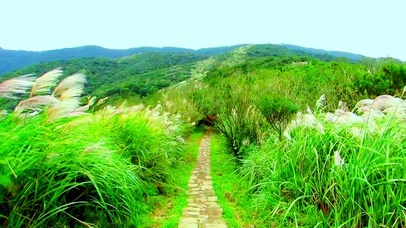 唯美护眼芦苇小路4K