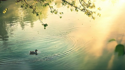 绿色傍晚静谧湖畔鸭子