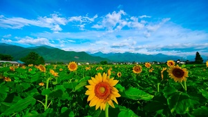 夏日乡村向日葵