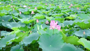 夏日荷花