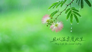 且以温柔度此生