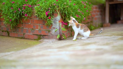 猫咪玩花