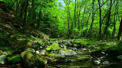 夏日绿林小溪