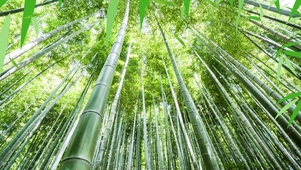 绿色竹林