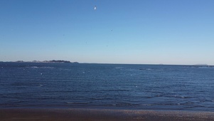 海鸥，海景