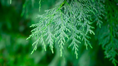 舒心治愈的护眼小雨