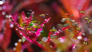 水草游鱼