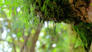 4K治愈小雨