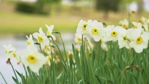 小花