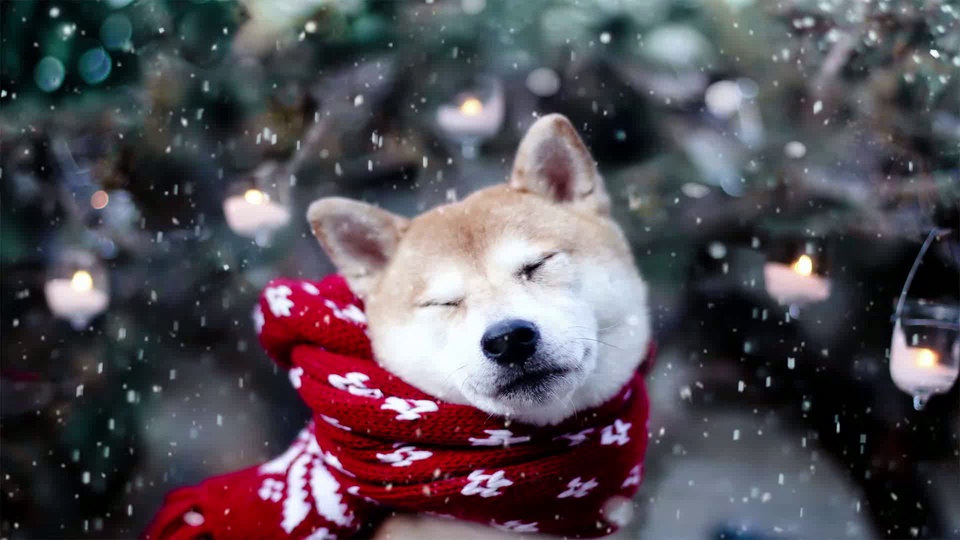落雪户外里，围着印雪花红围巾、闭眼的浅白柴犬，背景是虚化深绿绿植与暖黄烛火。