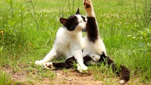 小猫舔爪