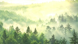 山野雾行