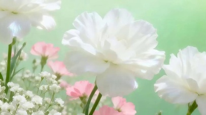 花草树木带鱼屏