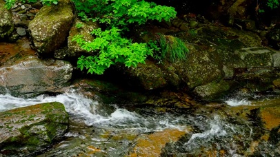 夏日清凉溪水流