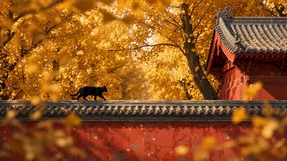 银杏古寺小黑猫
