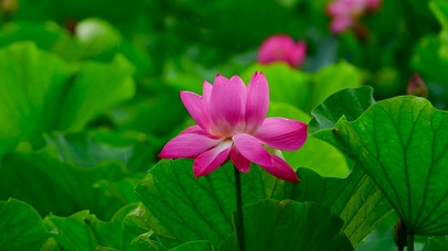 雨中荷花绿叶