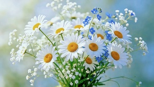 雏菊花间浅蓝