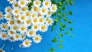 护眼花朵