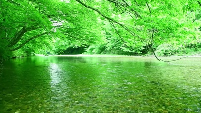 护眼绿林溪流
