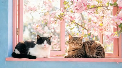 可爱两只休闲猫咪