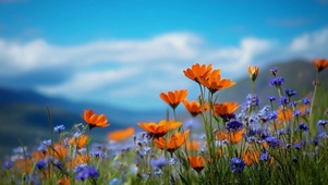 摇曳小花